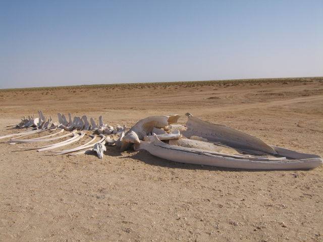 36063215_1480311428740894_8575563584182943744_n